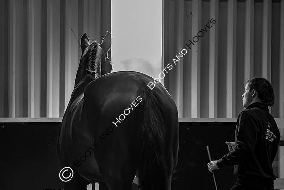 The Billy Stud Auction