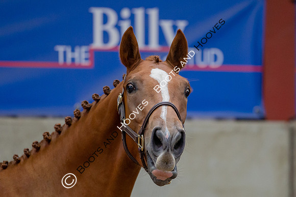 The Billy Stud Auction
