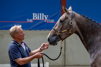 The Billy Stud Auction