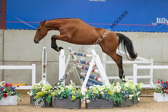 The Billy Stud Auction