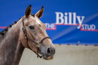 The Billy Stud Auction