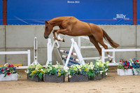 The Billy Stud Auction