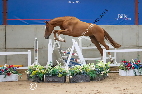 The Billy Stud Auction