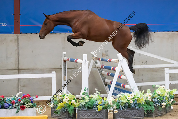 The Billy Stud Auction