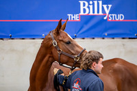 The Billy Stud Auction