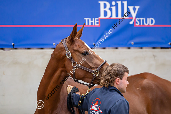 The Billy Stud Auction