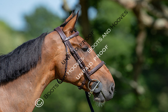 The Al Shira’aa Hickstead Derby Meeting