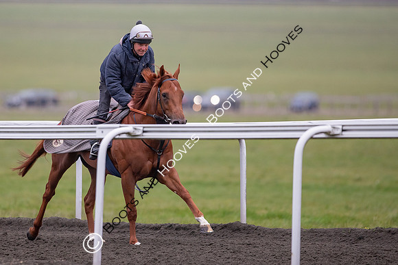 Newmarket Gallops