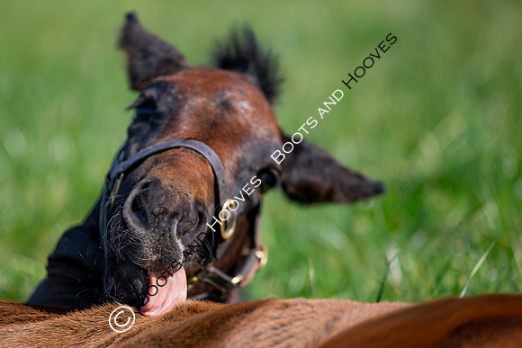 ~ MANDATORY Credit Elli Birch/Bootsandhooves- NO UNAUTHORISED USE - 07745909676