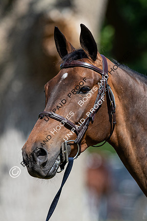 The Al Shira’aa Hickstead Derby Meeting