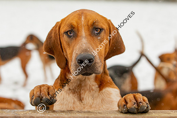 Hound Exercise