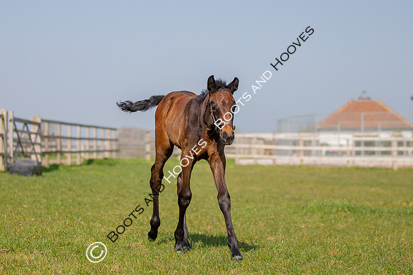 ~ MANDATORY Credit Elli Birch/Bootsandhooves- NO UNAUTHORISED USE - 07745909676