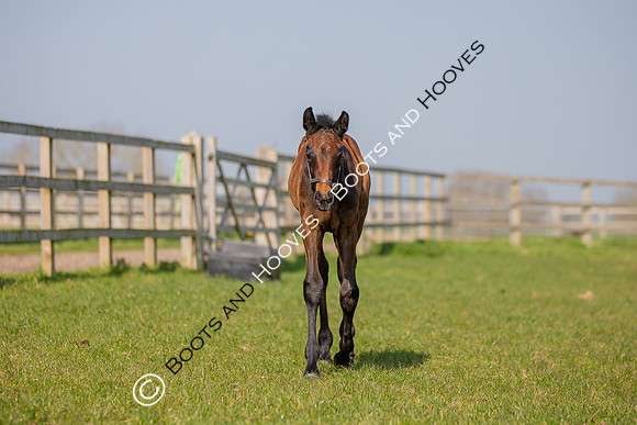 ~ MANDATORY Credit Elli Birch/Bootsandhooves- NO UNAUTHORISED USE - 07745909676
