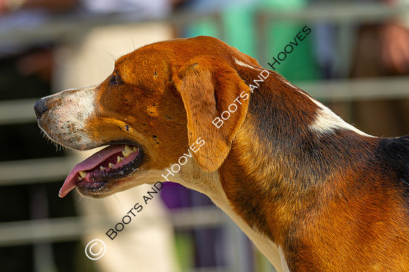 Festival of Hunting