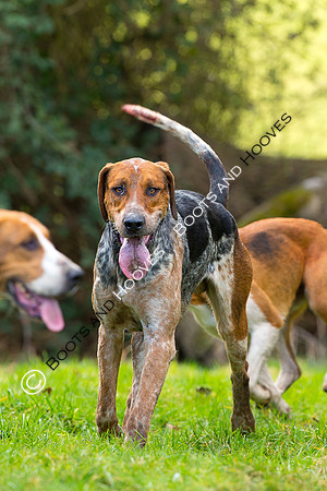 Hunting