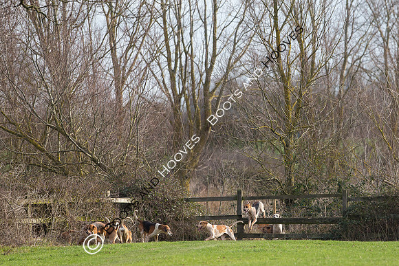 East Essex Hunt. Ladies Day. 29/01/2019 ~ MANDATORY Credit Elli Birch/Bootsandhooves - NO UNAUTHORISED USE - 07745 909676