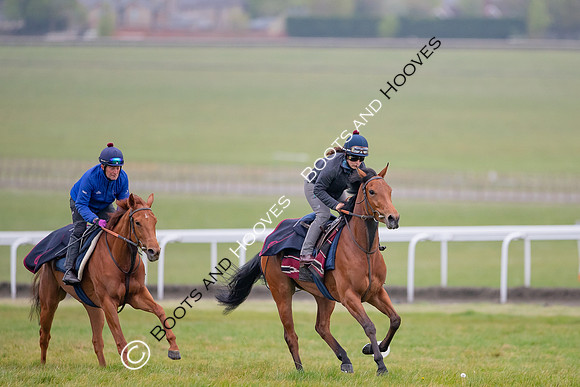 Newmarket Gallops