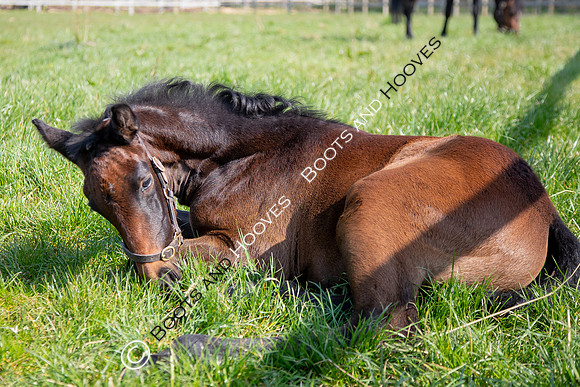 ~ MANDATORY Credit Elli Birch/Bootsandhooves- NO UNAUTHORISED USE - 07745909676