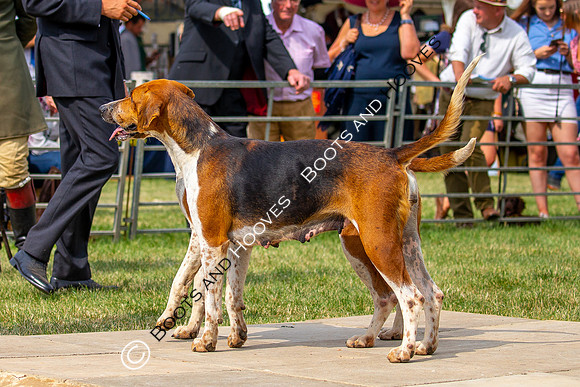 Festival of Hunting