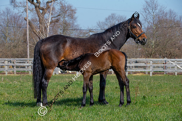 ~ MANDATORY Credit Elli Birch/Bootsandhooves- NO UNAUTHORISED USE - 07745909676