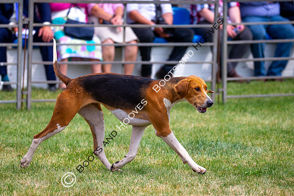 Festival of Hunting