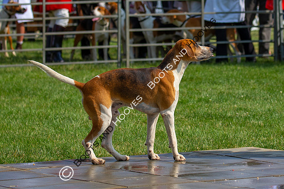 Festival of Hunting