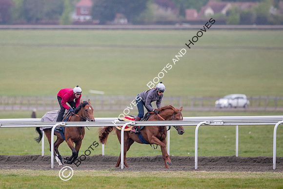Newmarket Gallops