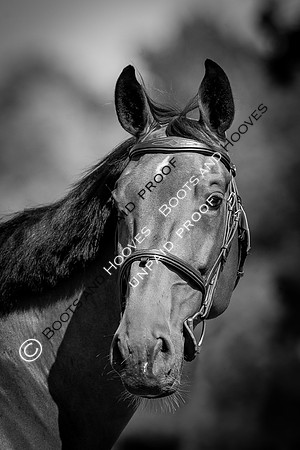The Al Shira’aa Hickstead Derby Meeting
