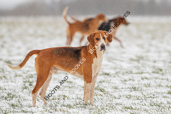 Hound Exercise