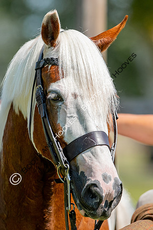 The Prenetics Royal International Horse Show