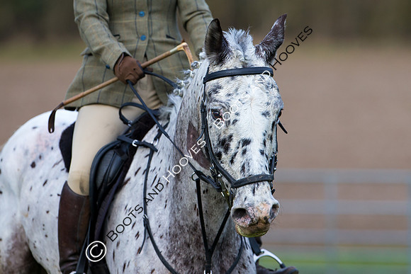 East Essex Hunt. Ladies Day. 29/01/2019 ~ MANDATORY Credit Elli Birch/Bootsandhooves - NO UNAUTHORISED USE - 07745 909676