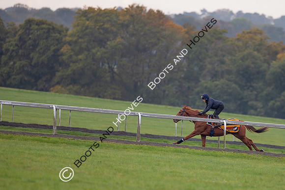 Newmarket