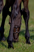 ~ MANDATORY Credit Elli Birch/Bootsandhooves- NO UNAUTHORISED USE - 07745909676