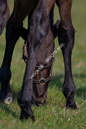 ~ MANDATORY Credit Elli Birch/Bootsandhooves- NO UNAUTHORISED USE - 07745909676