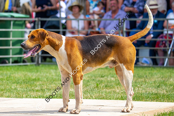 Festival of Hunting