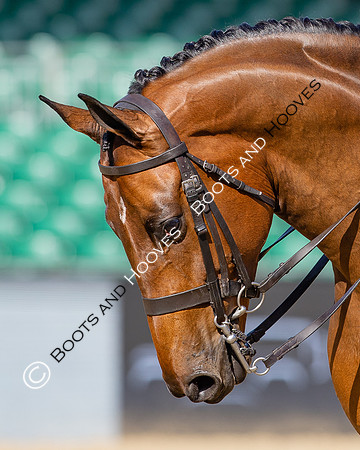Royal Windsor Horse Show