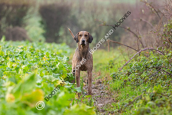 Hunting