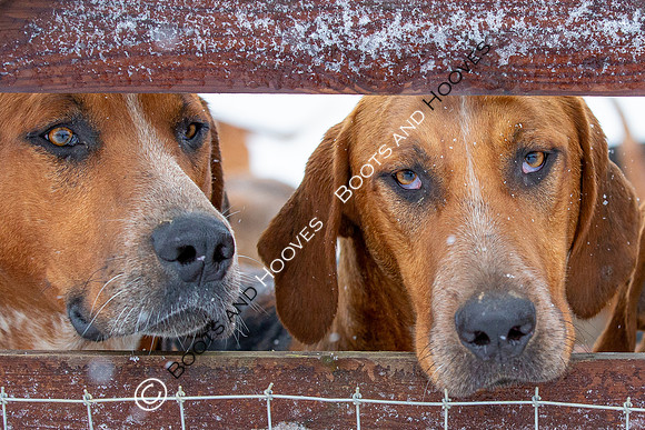 Hound Exercise