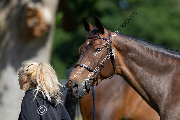 The Al Shira’aa Hickstead Derby Meeting