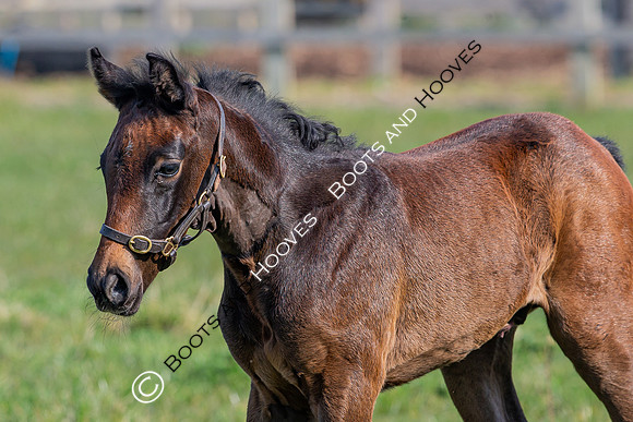 ~ MANDATORY Credit Elli Birch/Bootsandhooves- NO UNAUTHORISED USE - 07745909676