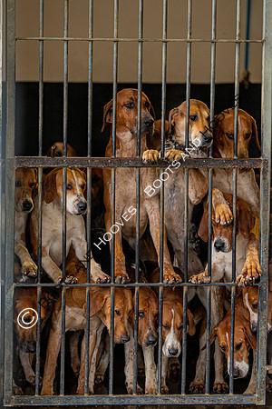 Hound Exercise