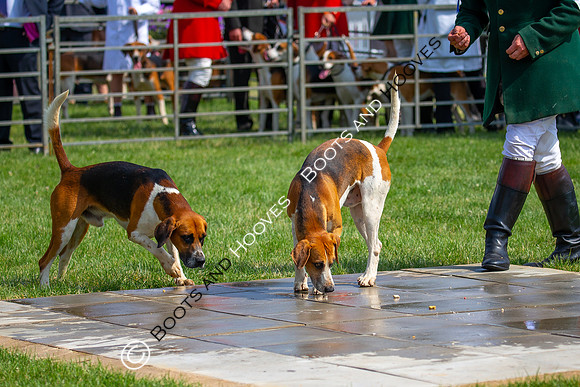 Festival of Hunting