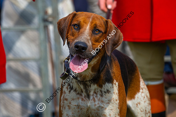 Festival of Hunting