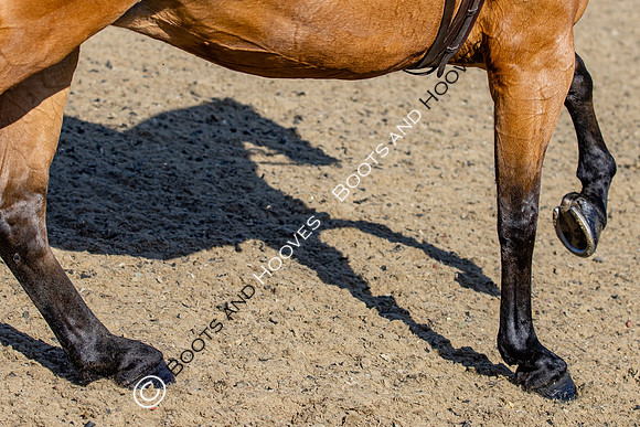 Royal Windsor Horse Show