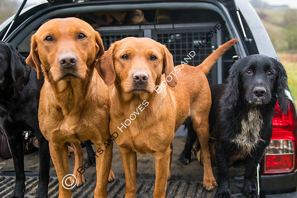 Dines Hall Game Shoot. 23/01/2019 ~ MANDATORY Credit Nick Gunn/Bootsandhooves - NO UNAUTHORISED USE - 07745 909676