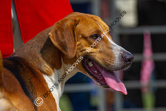 Festival of Hunting