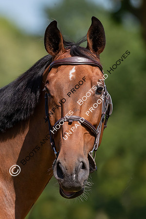 The Al Shira’aa Hickstead Derby Meetin