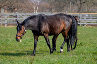 ~ MANDATORY Credit Elli Birch/Bootsandhooves- NO UNAUTHORISED USE - 07745909676