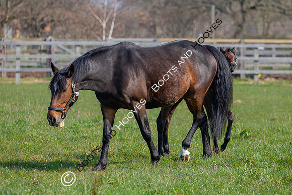 ~ MANDATORY Credit Elli Birch/Bootsandhooves- NO UNAUTHORISED USE - 07745909676