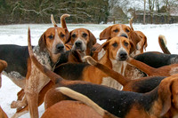 Hound Exercise